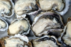 Te Matuku Bay Oysters