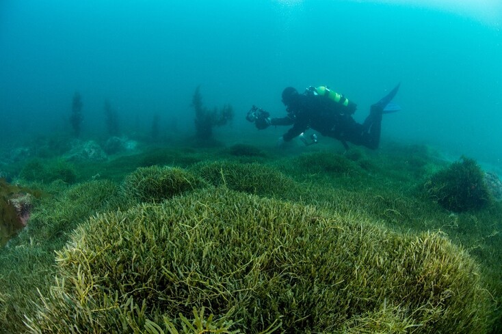 Exotic Caulerpa Seaweed