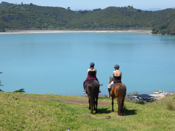 waiheke horse tours waiheke island