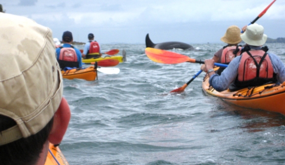 Kayak Waiheke with Orca