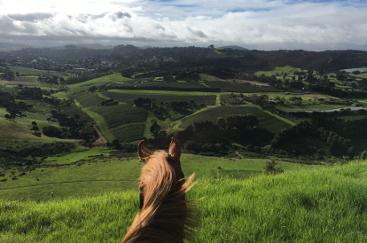 Waiheke Equestrian